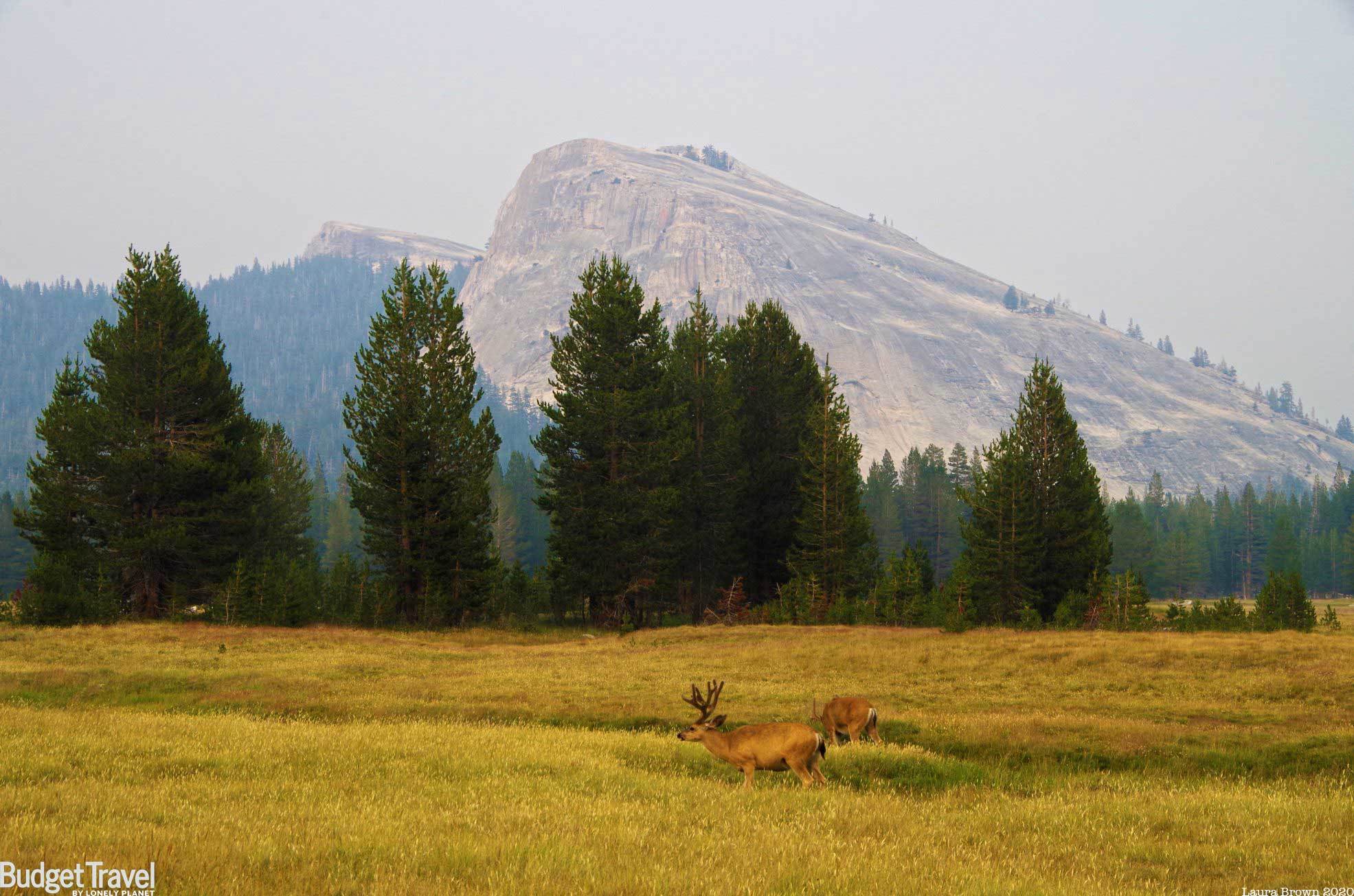 Yosemite Zoom Meeting