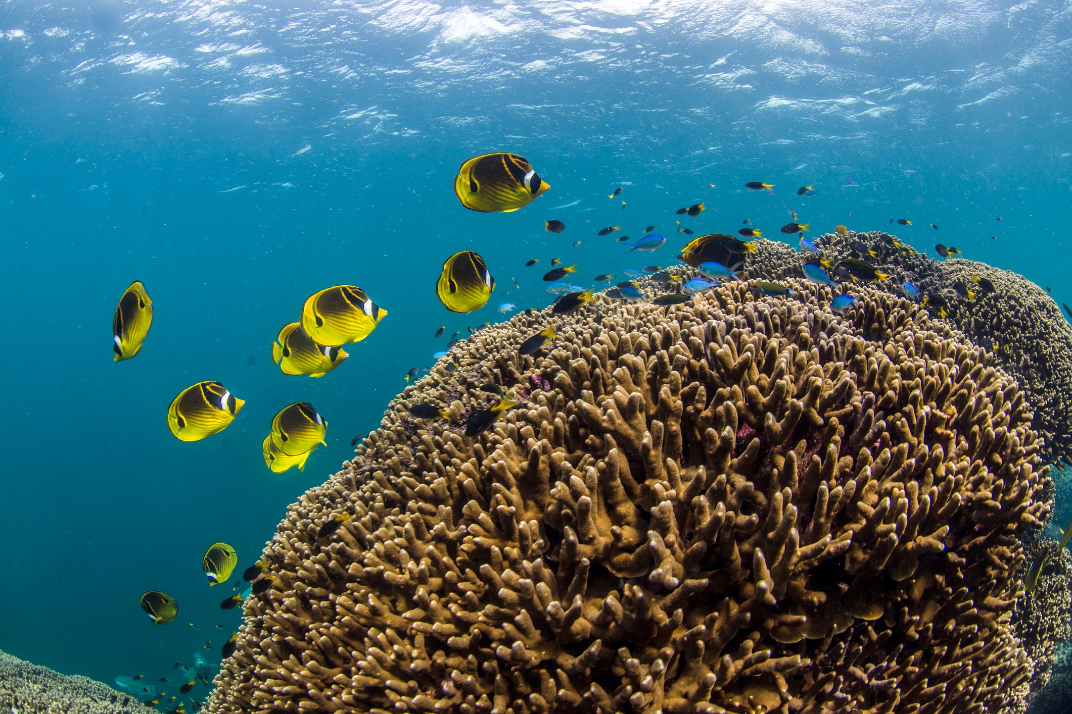 Ningaloo Reef