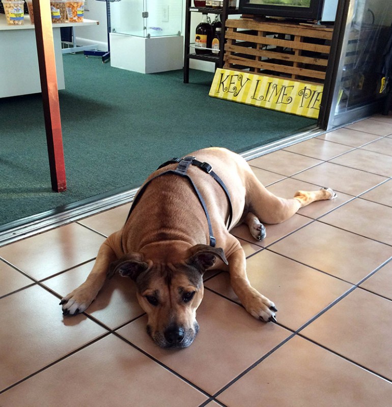 Shane Dog at the Marathon Airport