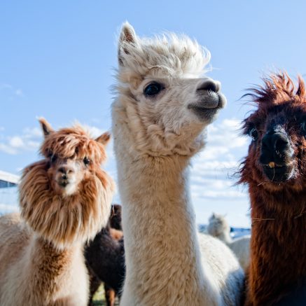 Group of llamas