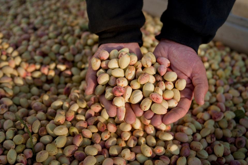 Coronavirus outbreak at pistachio processor Primex Farms, United Farm Workers says.