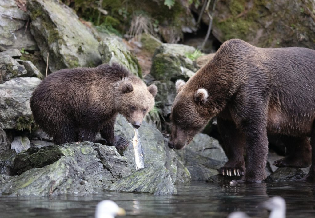 Brown Bears in America's national park
