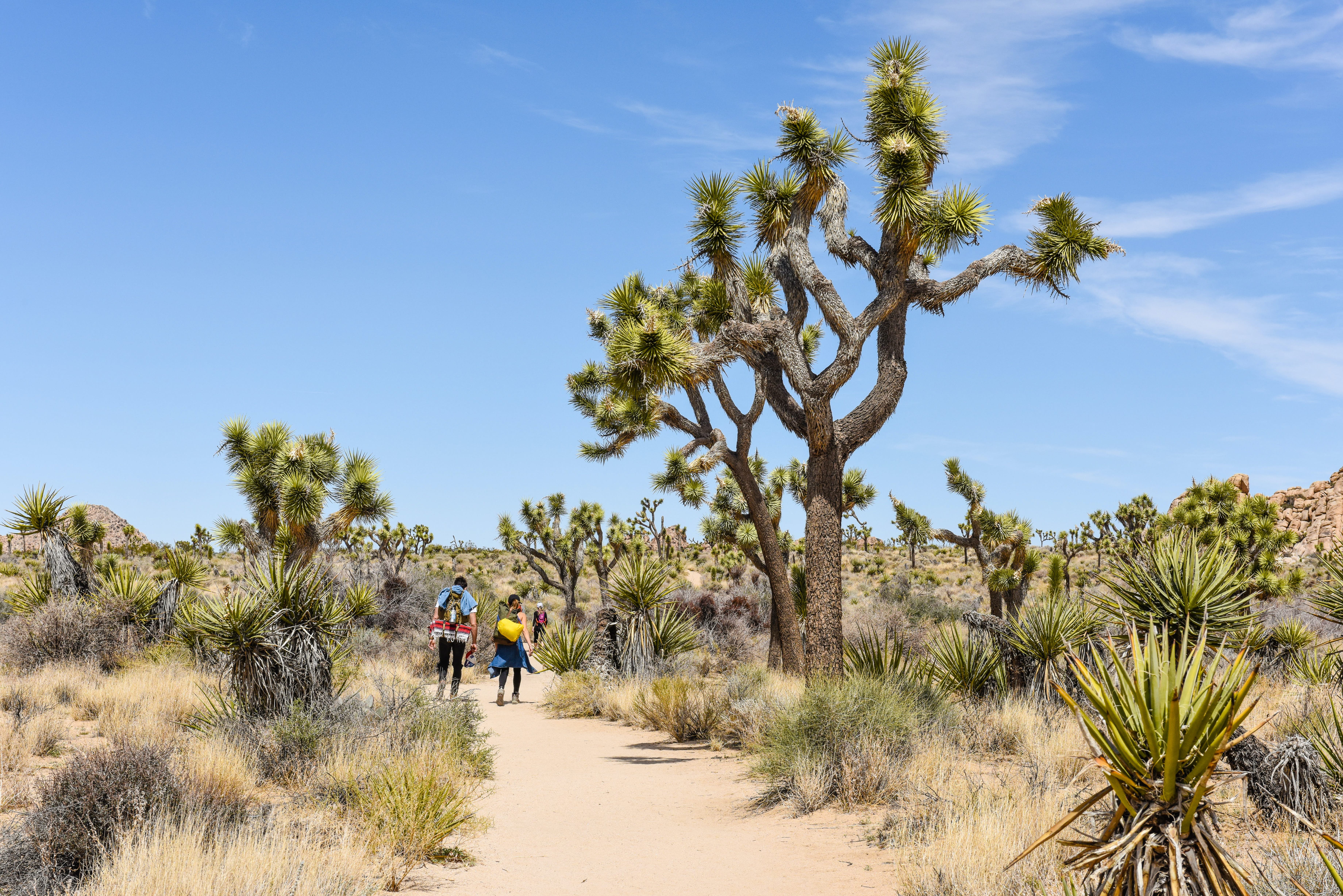 Hikers on Boy Scout Trail with Joshua trees (Yucca brevifolia) in the Joshua Tree National Park